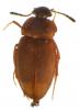 Catops sp.
